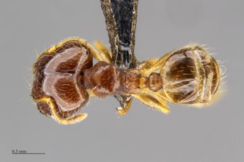 Media type: image;   Entomology 512179 Aspect: habitus dorsal